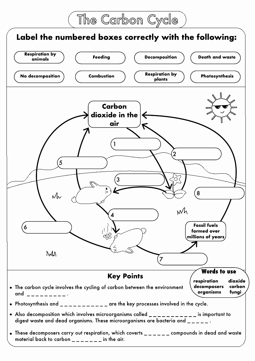 Carbon Cycle Diagram Worksheet Fresh Carbon Cycle Diagram Printable