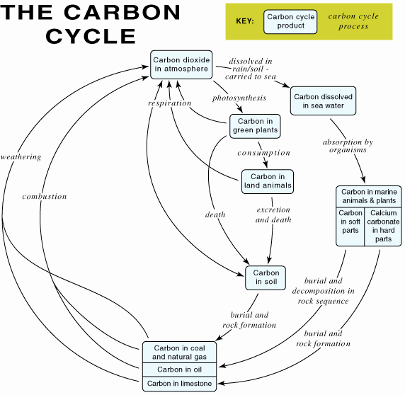 Carbon Cycle Diagram Worksheet Lovely Carbon Cycle