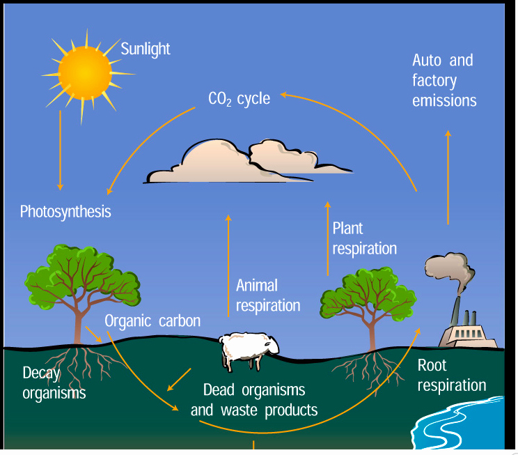 Carbon Cycle Diagram Worksheet Lovely Carbon Cycle Reading &amp; Diagram