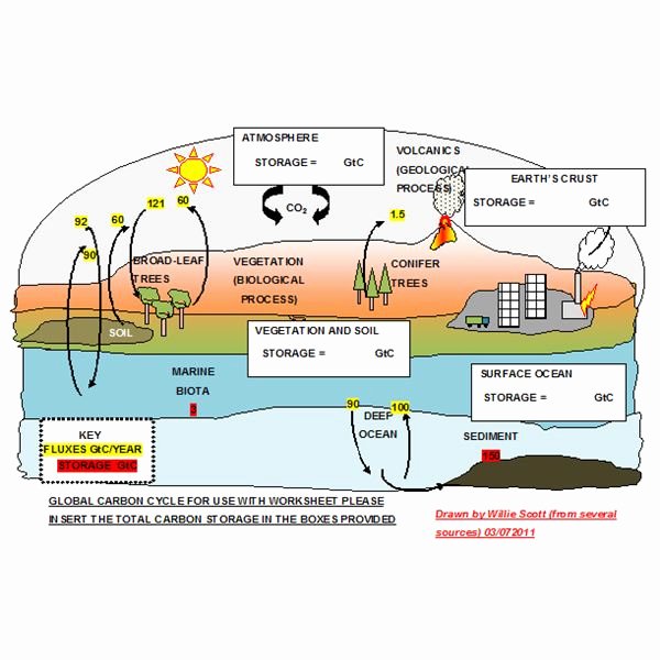 Carbon Cycle Diagram Worksheet Unique Explaining the Carbon Cycle with Diagrams and A Free