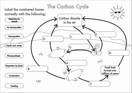 Carbon Cycle Worksheet Answers Best Of Gcse Carbon Cycle Worksheets and A3 Wall Posters by