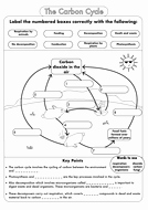 Carbon Cycle Worksheet Answers Fresh Gcse Biology Carbon Cycle Worksheets and A3 Wall Posters