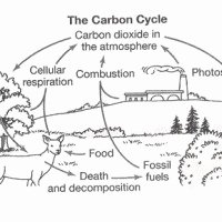 Carbon Cycle Worksheet Answers Fresh Reading Prehension Worksheets 7th Grade
