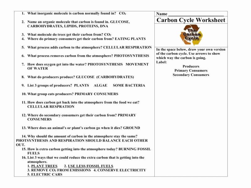 Carbon Cycle Worksheet Answers New Carbon Cycle Worksheet
