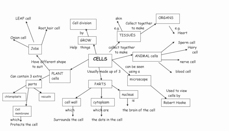 Cell Concept Map Worksheet Answers New Awesome Cell Concept Map Answer Key Newatvs which Exists