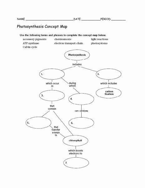 Cell Concept Map Worksheet Answers Unique Synthesis Concept Map Graphic organizer for 5th