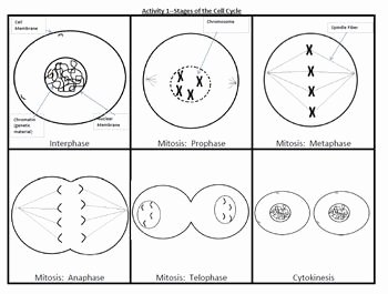 Cell Cycle and Mitosis Worksheet Awesome 17 Best Images About Printables On Pinterest