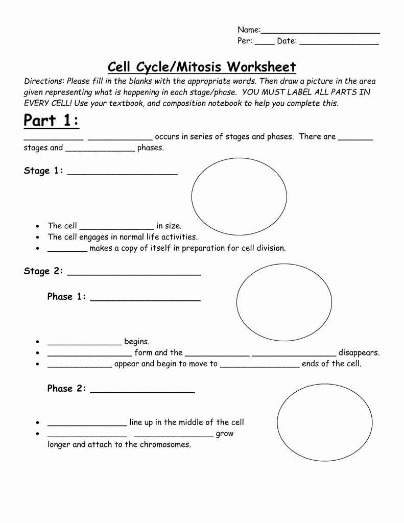 Cell Cycle and Mitosis Worksheet Awesome Cell Cycle Mitosis Worksheet