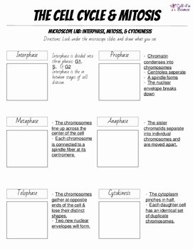 Cell Cycle and Mitosis Worksheet Best Of Cell Cycle &amp; Mitosis Notes and Microscope Lab by Cell Fie