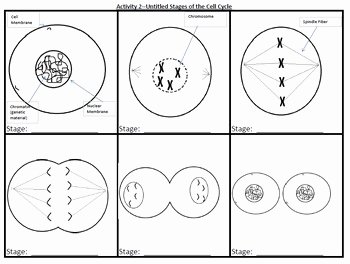 Cell Cycle and Mitosis Worksheet Elegant Cell Cycle Mitosis Manipulatives Group Activity and
