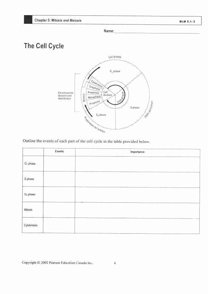 Cell Cycle and Mitosis Worksheet Elegant Cell Cycle Worksheet