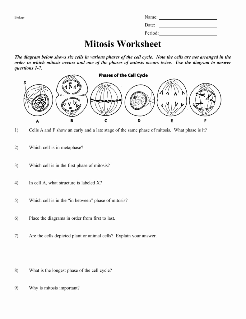 Cell Cycle and Mitosis Worksheet Elegant Mitosis Worksheet