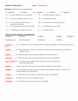 Cell Cycle and Mitosis Worksheet Elegant Studylib Essys Homework Help Flashcards Research