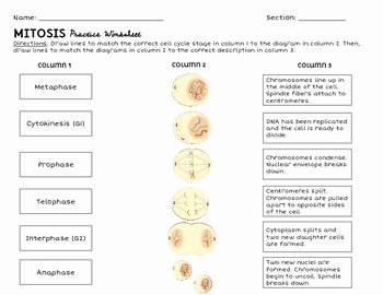 Cell Cycle and Mitosis Worksheet Fresh Mitosis and Cell Cycle Practice Worksheet by Schubach