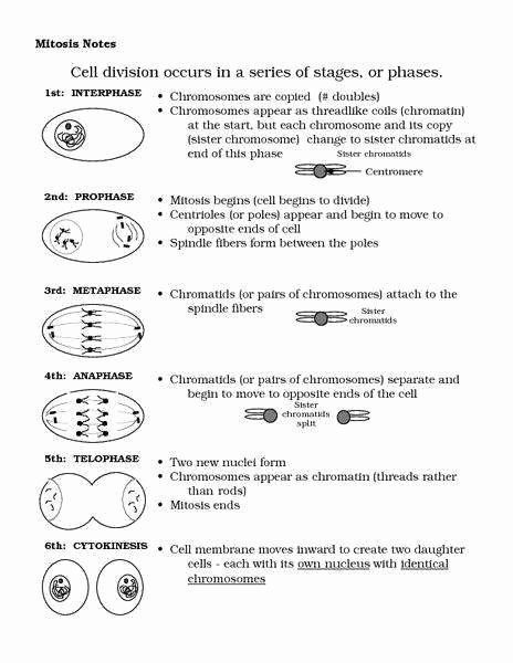 Cell Cycle and Mitosis Worksheet Inspirational Cell Cycle and Mitosis Worksheet