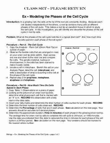 Cell Cycle and Mitosis Worksheet Lovely Cell Cycle and Mitosis Worksheet Answers