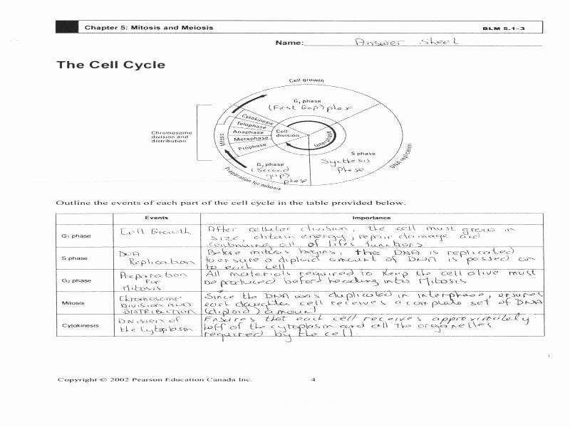 Cell Cycle and Mitosis Worksheet Lovely the Cell Cycle Worksheet Answers