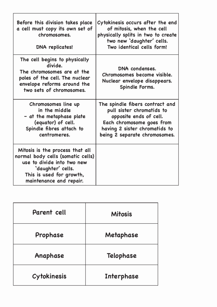 Cell Cycle and Mitosis Worksheet Unique Cell Cycle – Mitosis Worksheet Answer Sheet