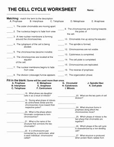 Cell Cycle Coloring Worksheet Awesome 13 Best Of the Cell Cycle Worksheet Study Guide