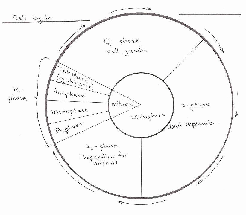 Cell Cycle Coloring Worksheet Awesome the Cell Cycle Coloring Worksheet