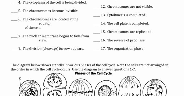 Cell Cycle Coloring Worksheet Beautiful Image for the Cell Cycle Coloring Worksheet Key