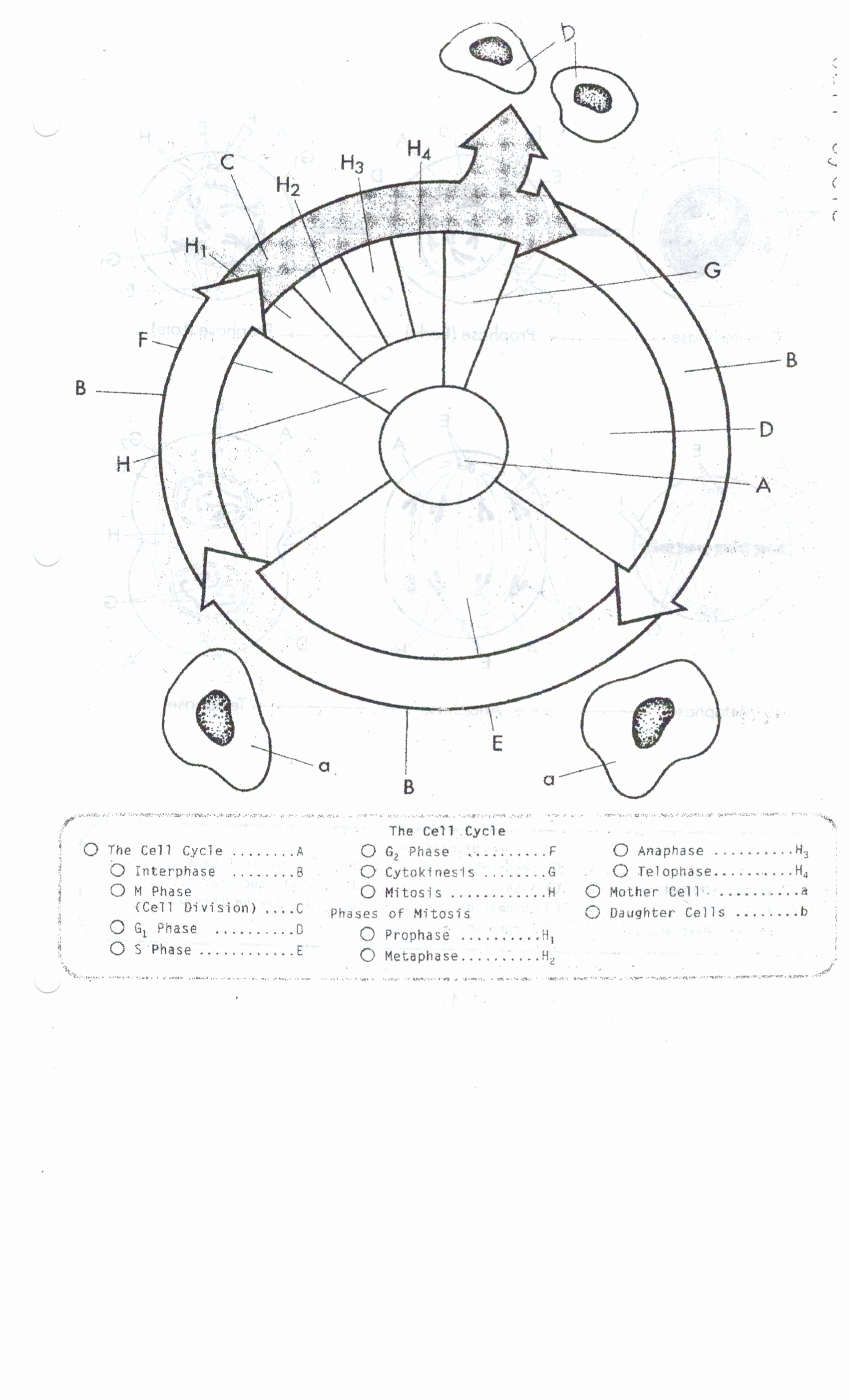 50 Cell Cycle Coloring Worksheet Chessmuseum Template Library