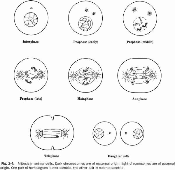 Cell Cycle Coloring Worksheet Fresh Cell Cycle Worksheet
