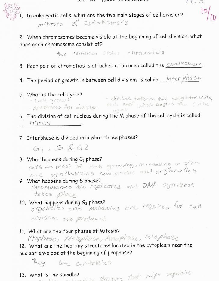 Cell Cycle Coloring Worksheet Fresh the Cell Cycle Worksheet Answers