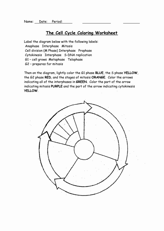 Cell Cycle Coloring Worksheet Lovely the Cell Cycle Coloring Worksheet Page 2 Of 2 In Pdf