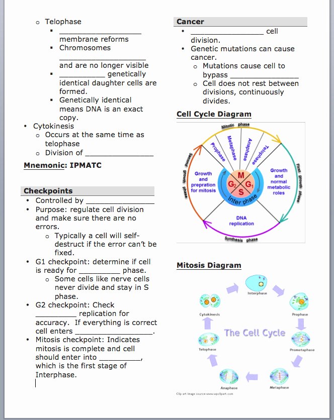 Cell Cycle Worksheet Answer Key Awesome Cell Cycle and Mitosis Worksheet Answers