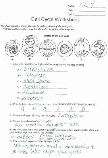 Cell Cycle Worksheet Answer Key Elegant the Cell Cycle Worksheet Answer Key