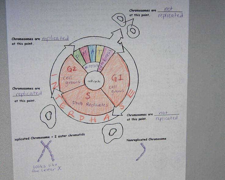 Cell Cycle Worksheet Answer Key Inspirational the Cell Cycle Coloring Worksheet