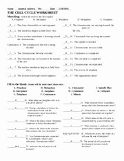Cell Cycle Worksheet Answer Key Lovely the Cell Cycle Worksheet with Answers the Cell Cycle