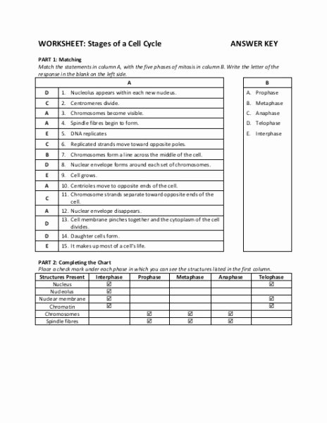 Cell Cycle Worksheet Answer Key Lovely the Cell Cycle Worksheets Answer Key