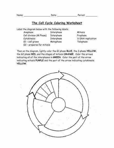 Cell Cycle Worksheet Answer Key New the Cell Cycle Worksheet Answer Key