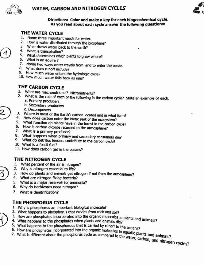Cell Cycle Worksheet Answers Best Of the Cell Cycle Worksheet Answers
