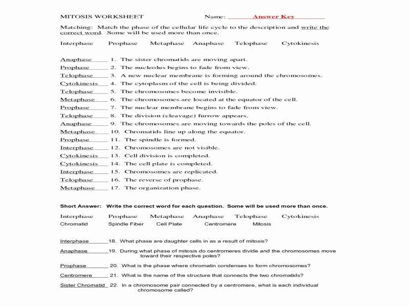 Cell Cycle Worksheet Answers Elegant Cell Cycle and Mitosis Worksheet Answers