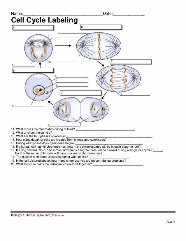 Cell Cycle Worksheet Answers Inspirational Cell Cycle Labeling Worksheet Answer Key the Best