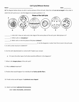 Cell Cycle Worksheet Answers Inspirational Mitosis Quest Study Guide
