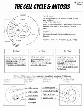 Cell Cycle Worksheet Answers Lovely Cell Cycle & Mitosis Notes and Microscope Lab by Cell Fie