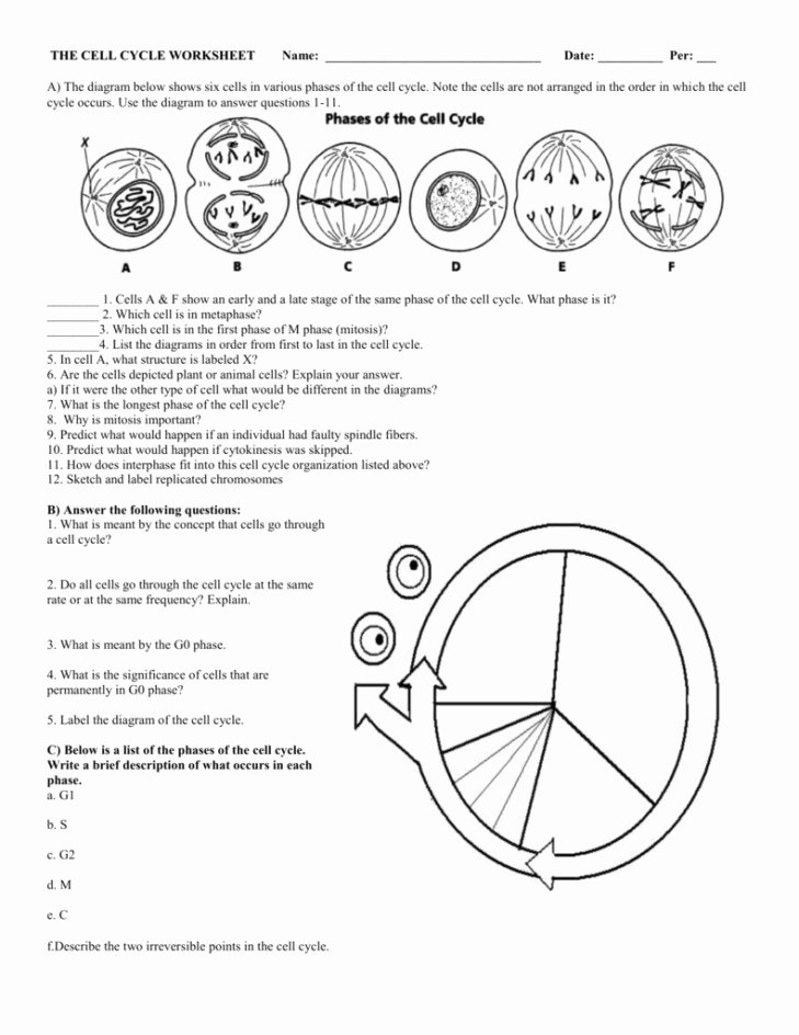 Cell Cycle Worksheet Answers Unique Cell Cycle and Mitosis Worksheet Answers