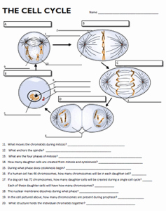 Cell Cycle Worksheet Answers Unique Cell Cycle Labeling