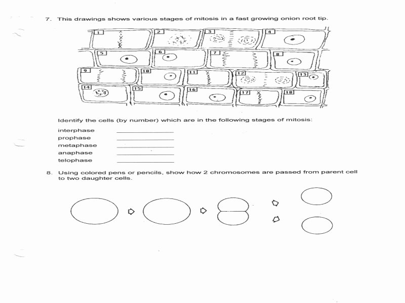 Cell Cycle Worksheet Answers Unique Stages Mitosis Worksheet Free Printable Worksheets