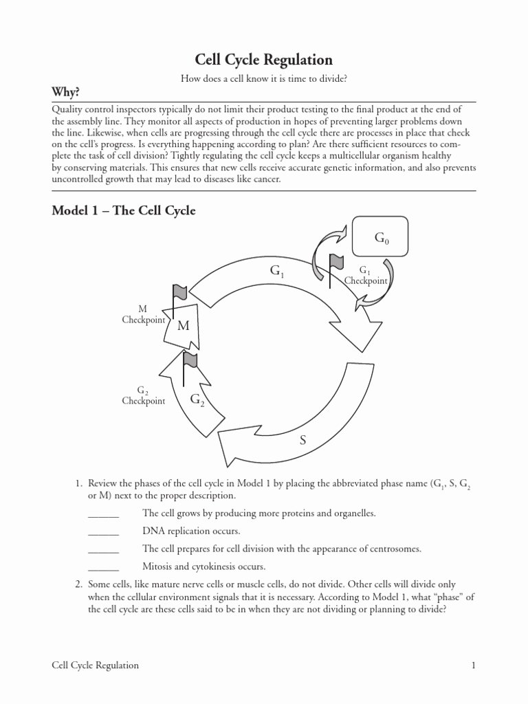 Cell Cycle Worksheet Answers Unique Worksheet Cell Cycle Regulation Worksheet Grass Fedjp