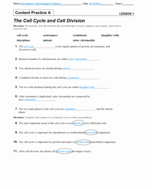 Cell Division Worksheet Answers Awesome Cell Division and Mitosis Worksheet Answers Worksheet