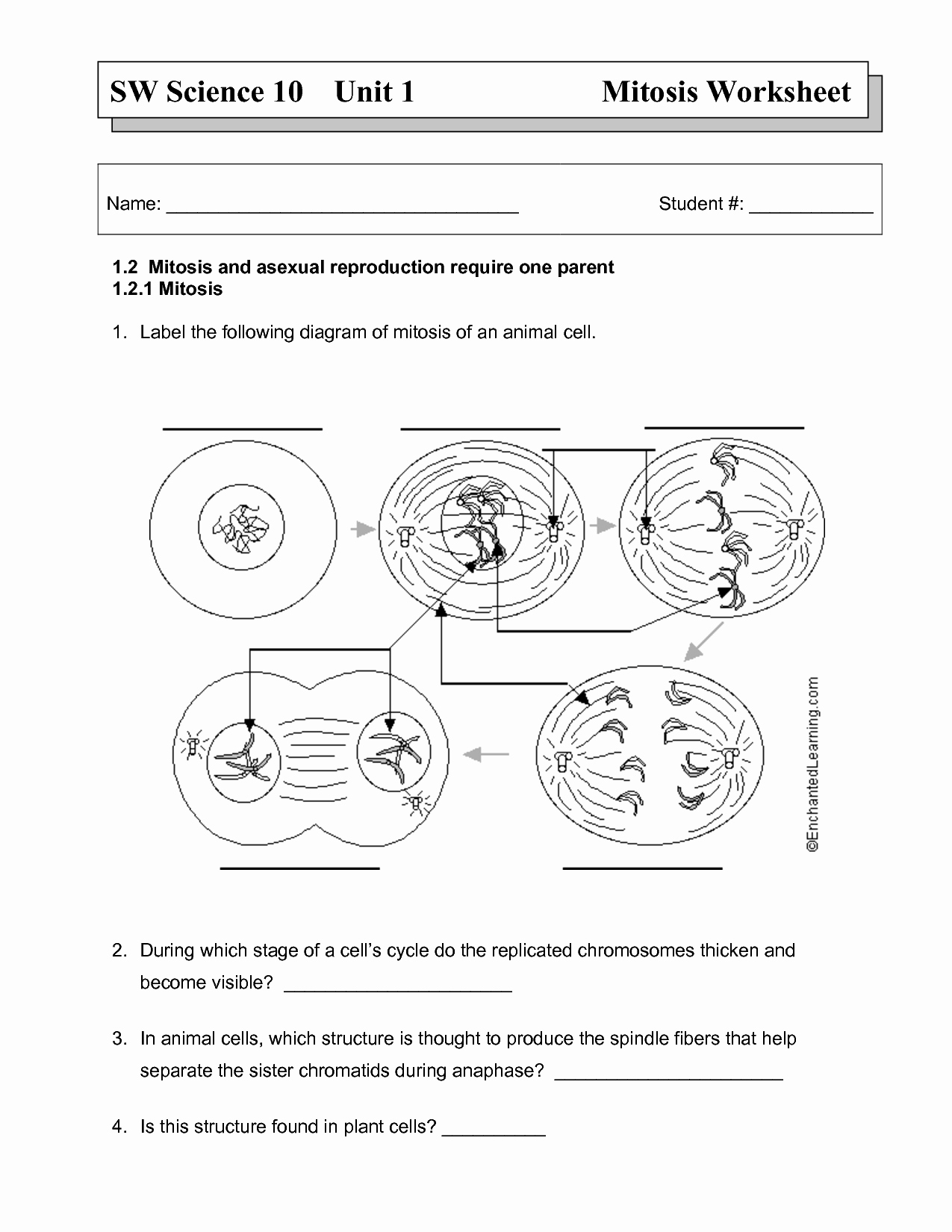 Cell Division Worksheet Answers Awesome Mitosis Worksheet Igcse Pinterest