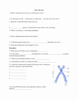 Cell Division Worksheet Answers Beautiful Cell Division Worksheet Answer Key