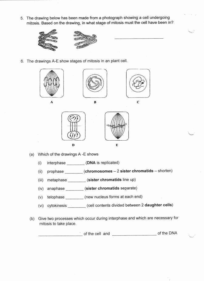 Cell Division Worksheet Answers Beautiful Mitosis Worksheet Answers