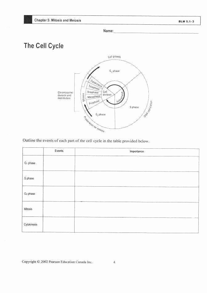 46 Cell Division Worksheet Answers