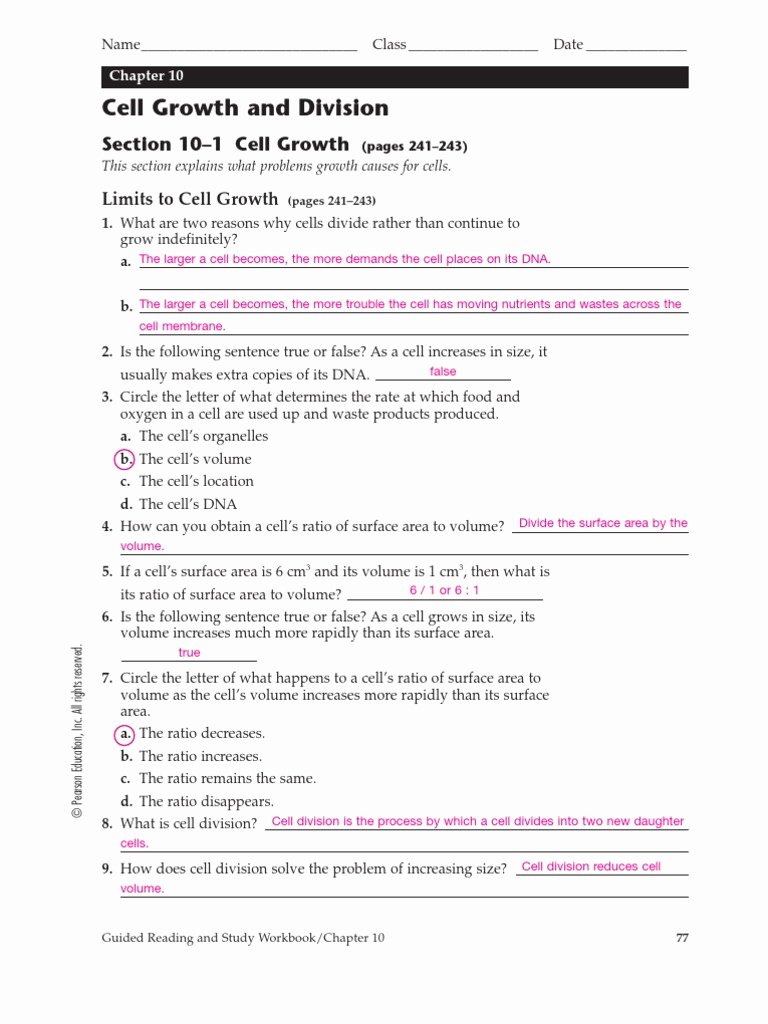 Cell Division Worksheet Answers Best Of Cell Division and Mitosis Worksheet Answers Worksheet